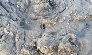 Digging Up A Giant Clam