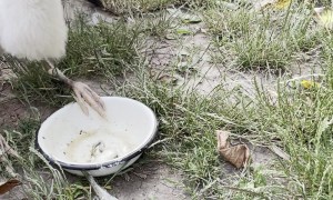 Greedy Stork Gobbles Grub