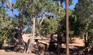 Way Too Close Encounter With Elk