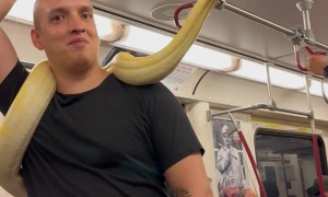 Man Takes Pet Snake On Toronto Train
