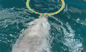 Dolphin Shows Off Hula Hoop Skills