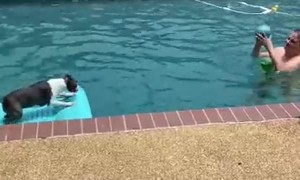 Boston Terrier Bops Ball From Pool Float