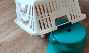 Laundry Basket Cat Trap