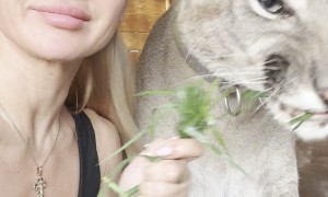 Owner Feeds Pet Puma Grass