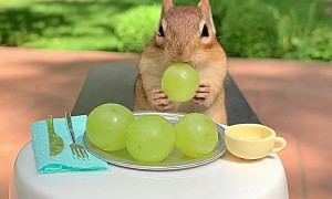 Chipmunk Has Lovely Patio Lunch