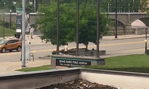 Territorial Birds Defend Their Trees