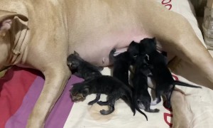 Dog Licks And Feeds Rescued Kittens