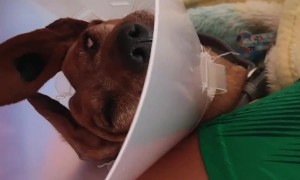 Comically Sedated Dachshund