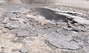 Bears Run Across Yellowstone Landscape