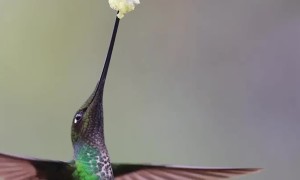 Sword Billed Hummingbird Sucking Nectar