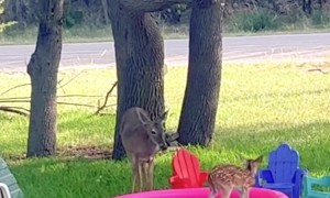 Fawn Tries The Kiddie Pool