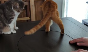 Lazy Susan Spins Cat Around