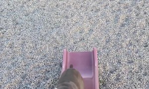 Dog Doesn't Understand Slides