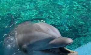 Dolphin Tickles And Giggles