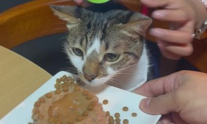 Birthday Cat Gets Cake to the Face