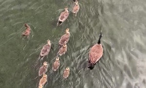 Goslings Go On Parade
