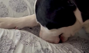 Rescued Dog Blows Raspberries In Sheets