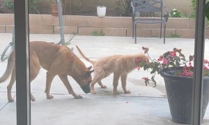 Peeing Puppy Gets Peed On