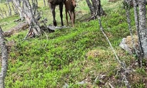 Moose And Calf In Langedrag Nature Park