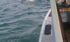 Boat Gets Close to a Swimming Polar Bear