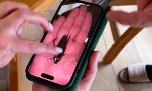 Epic cockroach phone prank