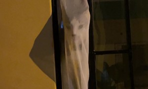 Cat Presses Face to Window Curtain