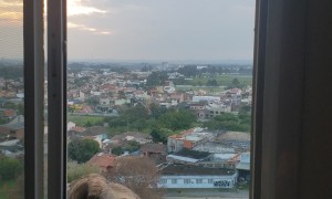 Man Feeds Hawks by Hand Through His Window