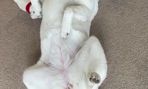 Does Your Dog Lounge in This Position Too?