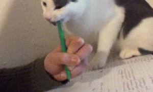 My Tutor Has Very a Odd Teaching Technique