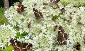 Stunning video of butterflies & bees pollinating on vibrant blossoms