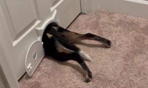 Houdini Dog Squeezes Through Cat Door