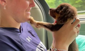 Girl Eaten By Vicious Puppy