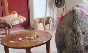 Celebrating Nico The Boar's Birthday