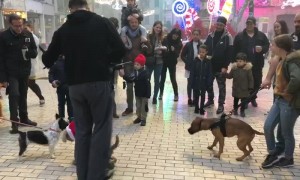 Puppies Fooled by Adorable Dog Marionette