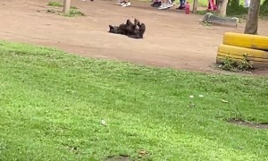 Dog Goes to Zumba Class