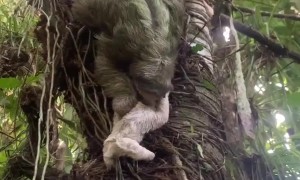 Mama Sloth and her Baby