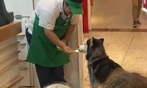 Husky Receives Treat at Frozen Yogurt Shop