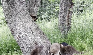 Best Babysitter Ever