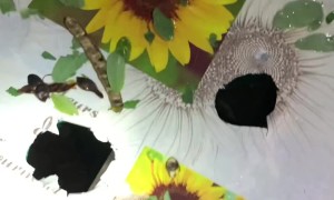 Unprecedented Hail in Italy