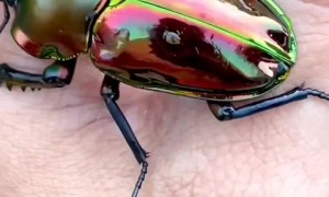 This incredibly shiny stag beetle is the biggest one in Australia