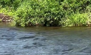 Fishermen Catch Bear's Attention