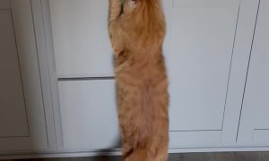 New House Means New Kitty Hiding Spots