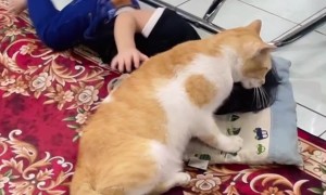 When Your Son and Your Cat Love the Same Pillow