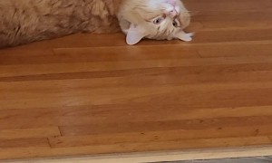 Orange Cat Looks For His Brain Cells