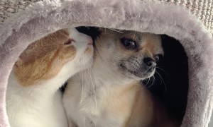 Dog And Cat Are Best Friends
