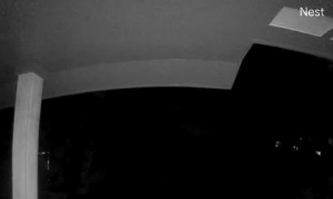 Ring Doorbell Captures Mating Bears