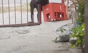 Clever Dog Figures Out How to Open Gate