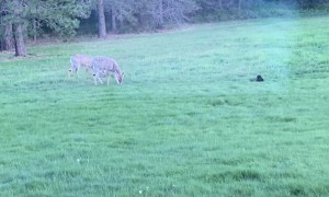 Cat Tries To Befriend Deer