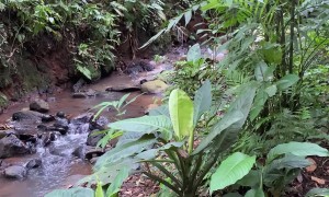 Dog's Jump Gives Owner a Mini Heart Attack