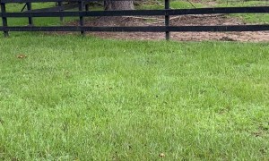 This Horse Is Invisible